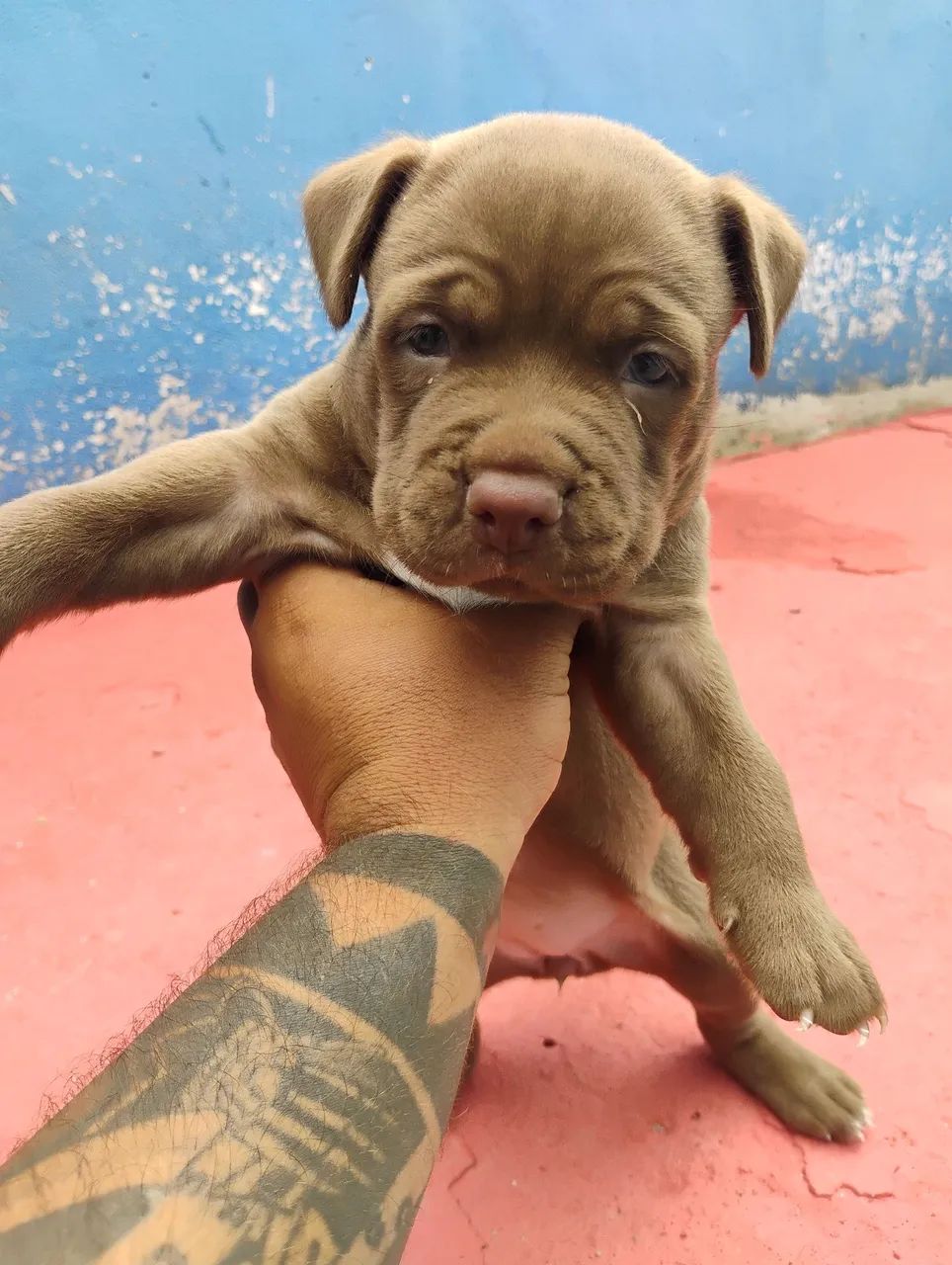 Pitbull 