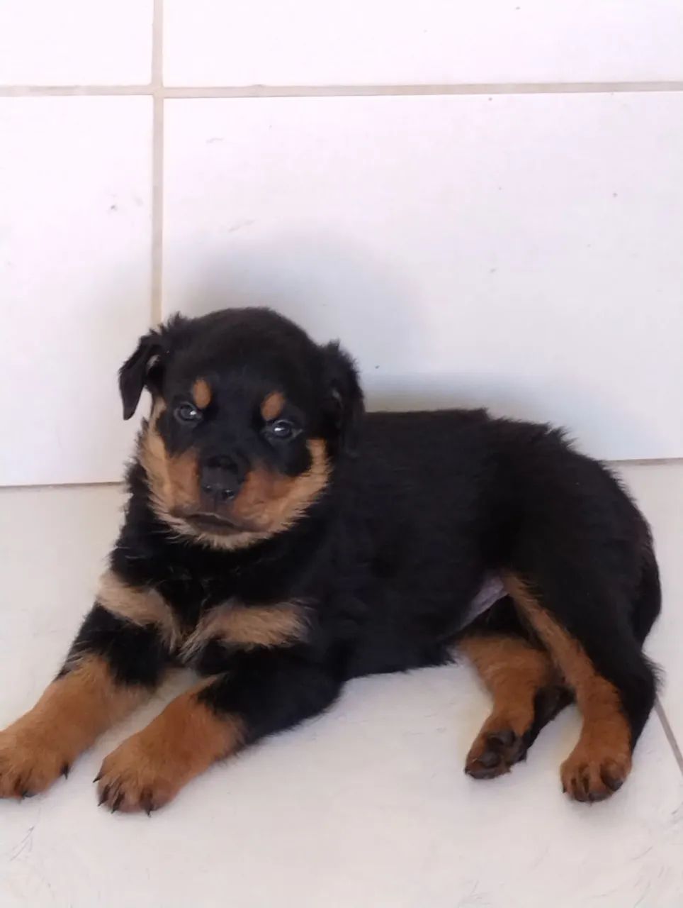 Cachorros Rottweiler - Foto 4