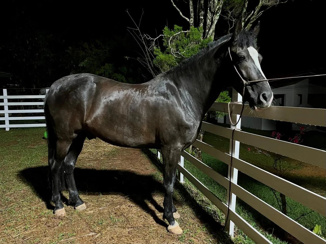 Cavalo manga larga marchador  - Foto 2