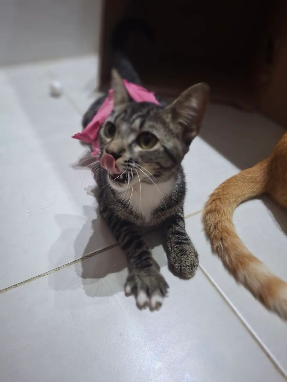 Gatinha fofa para adoção - Foto 5