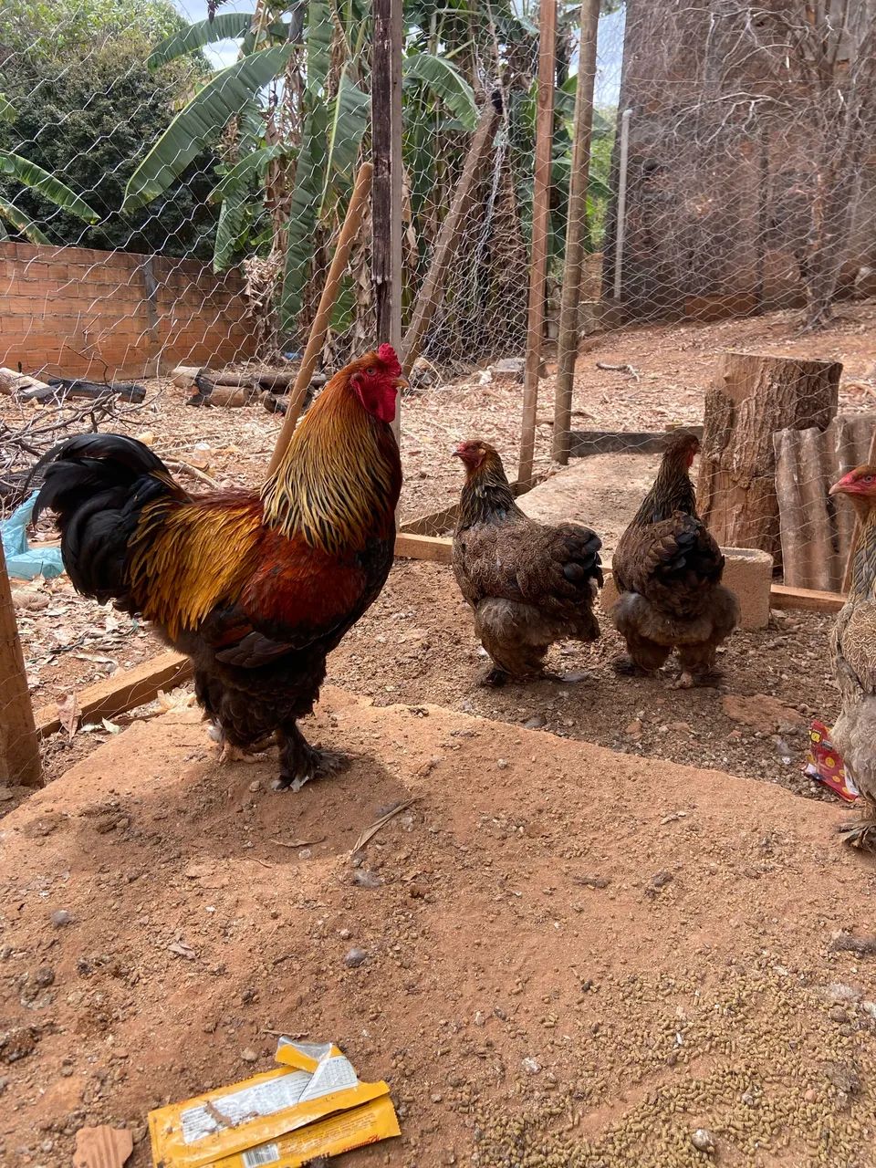 Ovos Brahma Perdiz GALADO!