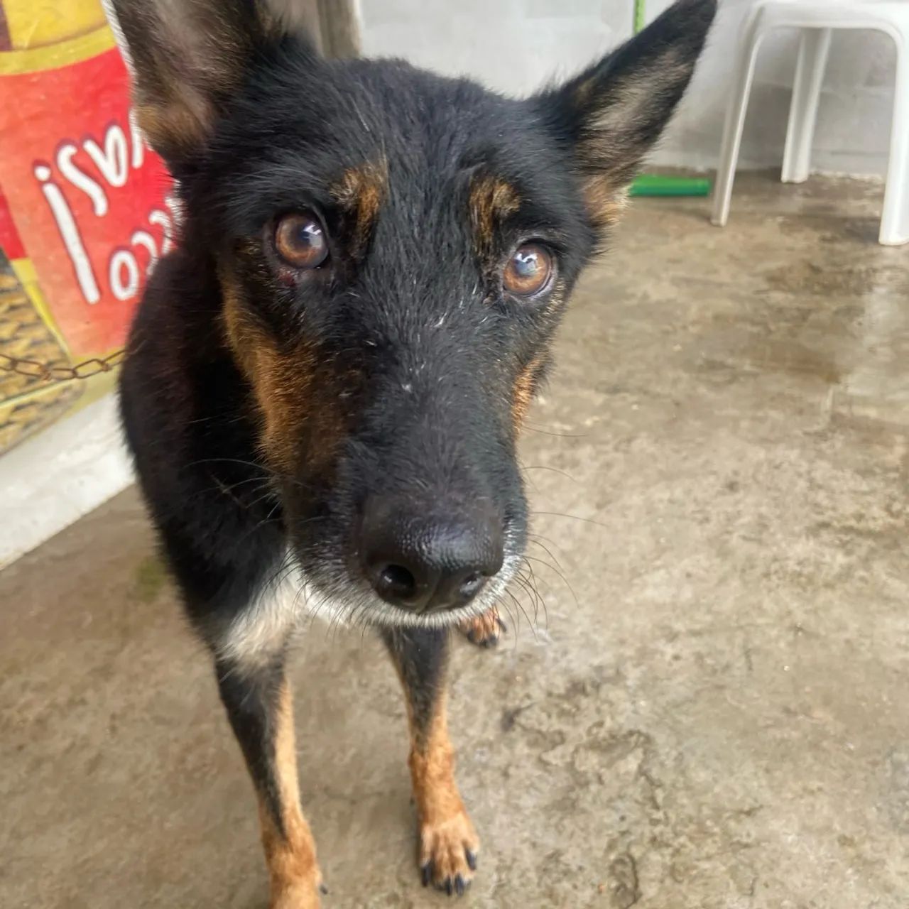 Mistura de Alemão para Adoção - Foto 2