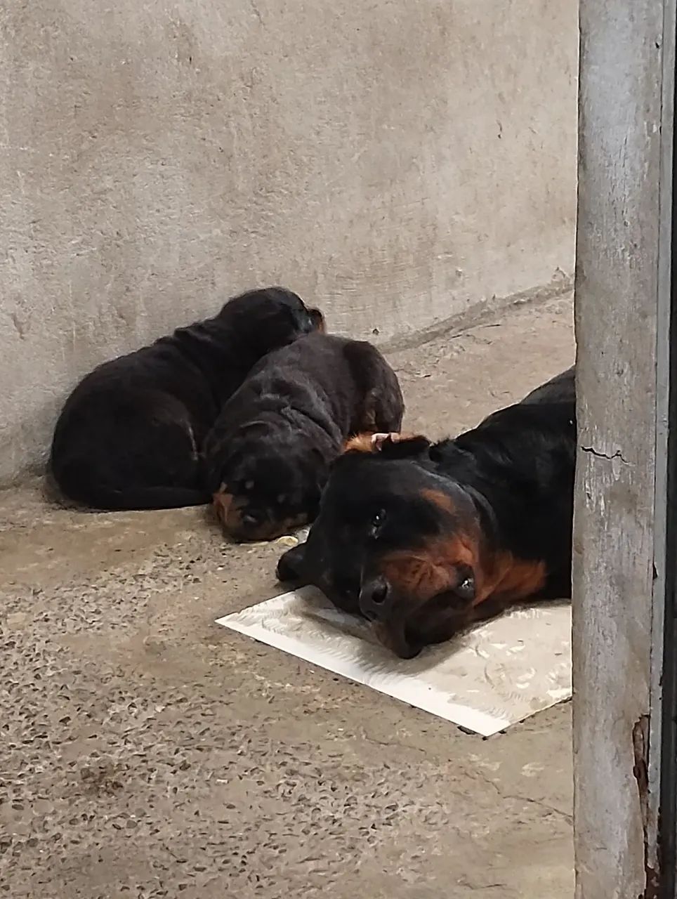 Cachorros Rottweiler