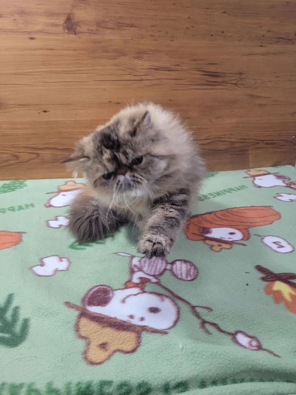 Gatinha persa femea tigrada - Foto 4