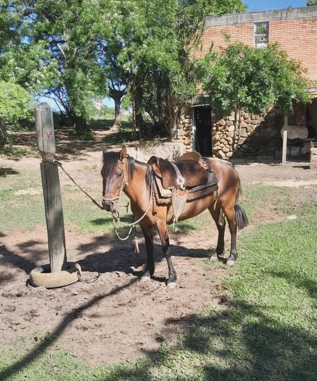 Vendo Pitiça com 7 anos, mansa de tudo e livre de lesão 