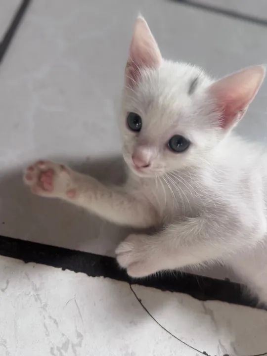 Gatinho fofo para adoção  - Foto 3