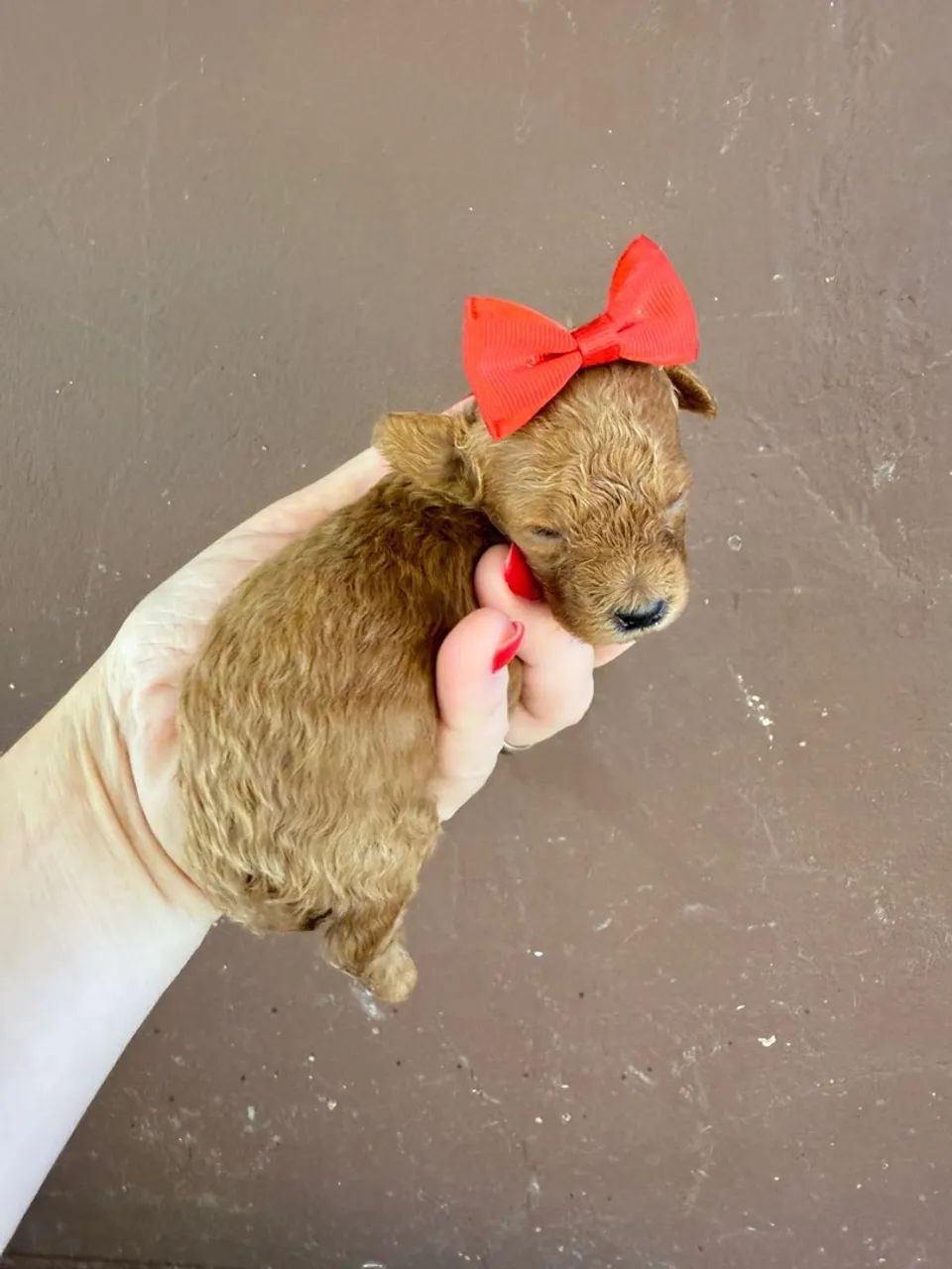 Toy Poodle Red + Sales