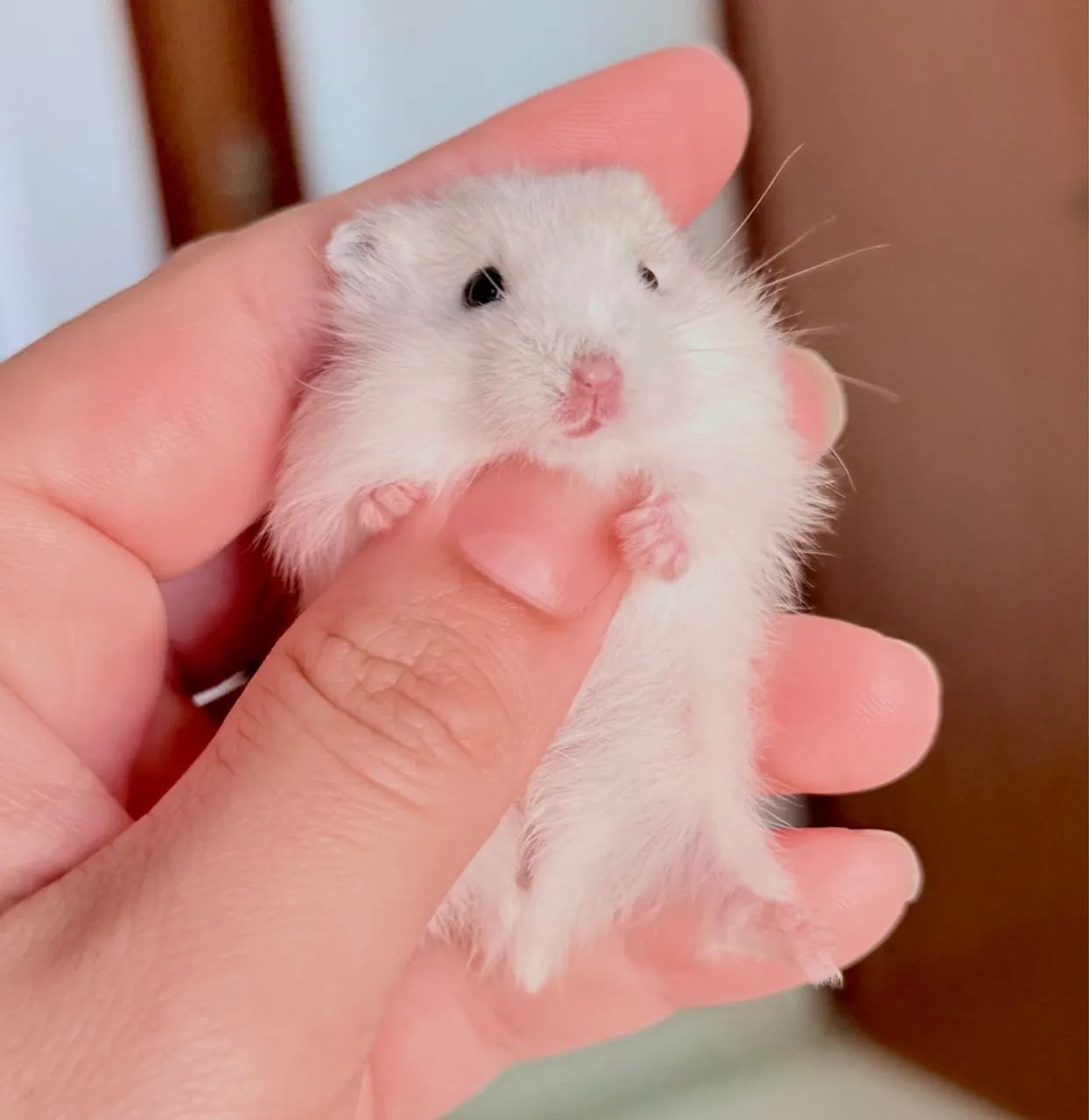 Hamster Anão Russo - Foto 2