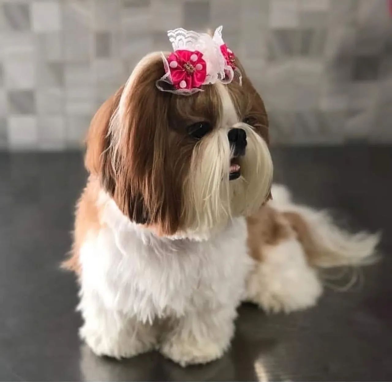 Shih Tzu filhote  - Foto 5