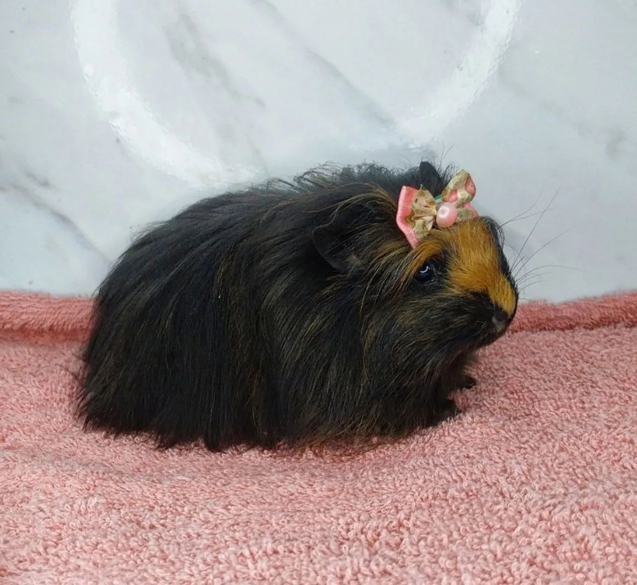 Porquinha fofa com laço vermelho - Foto 3