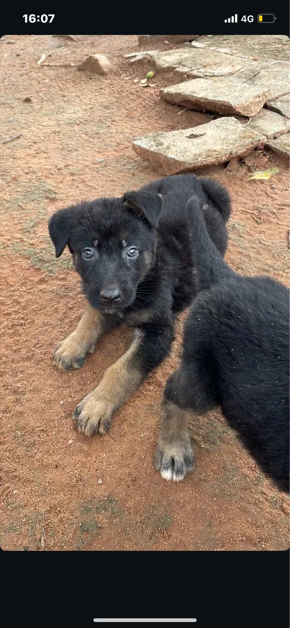 Filhote de pastor alemão 