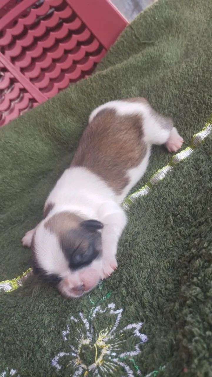 Filhote Shih Tzu  - Foto 3