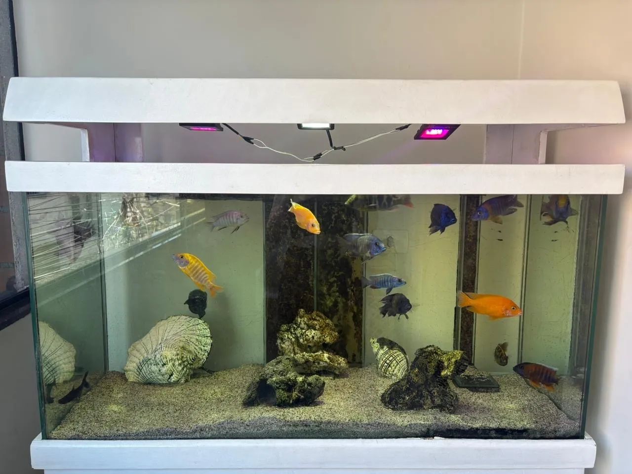 Aquário 64606581936259121