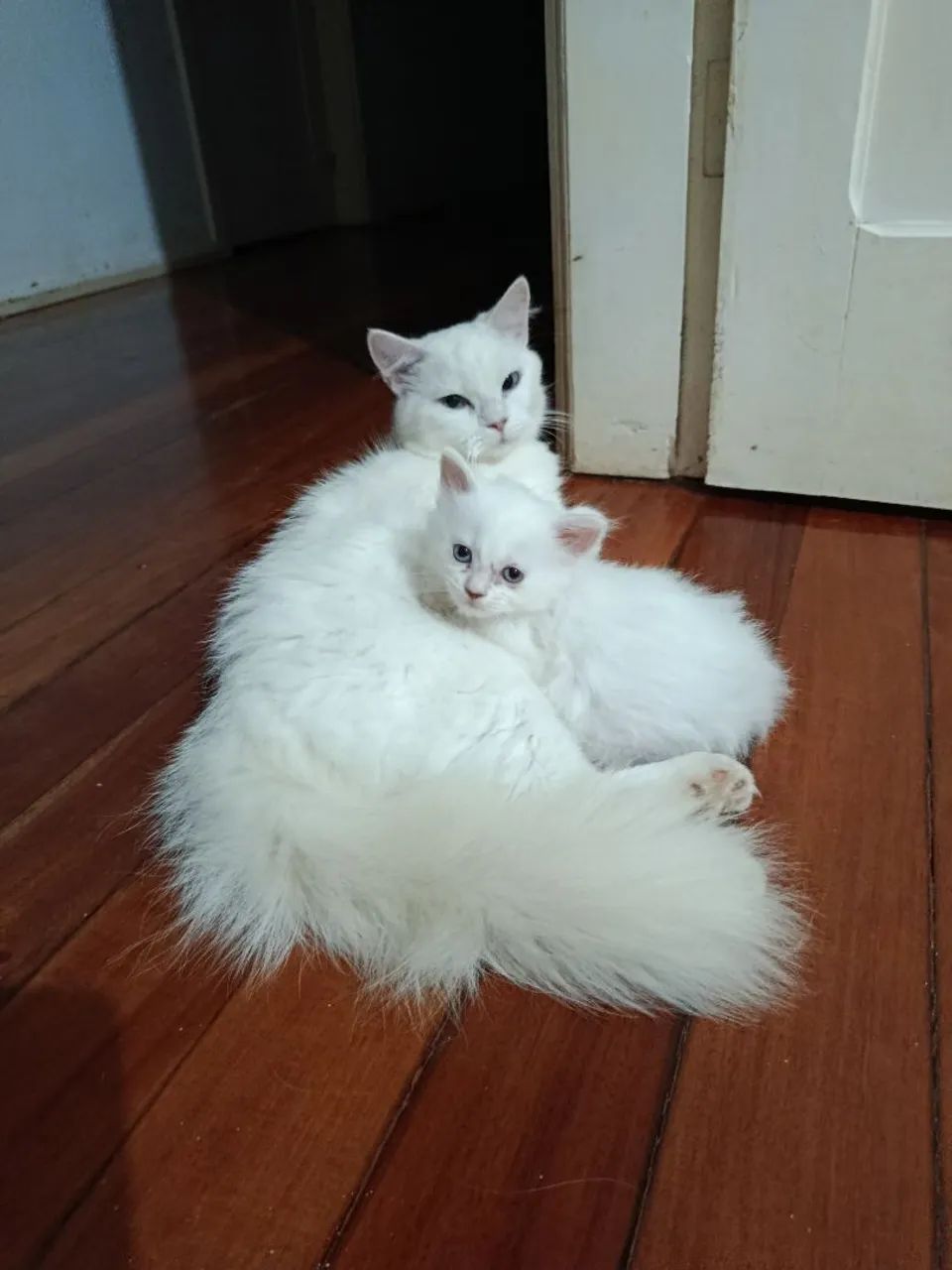 Gata angora persa - Foto 6