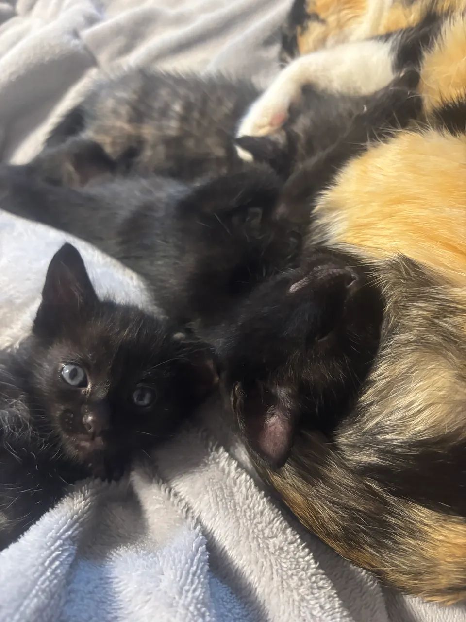 Gatinhos para doação  - Foto 2