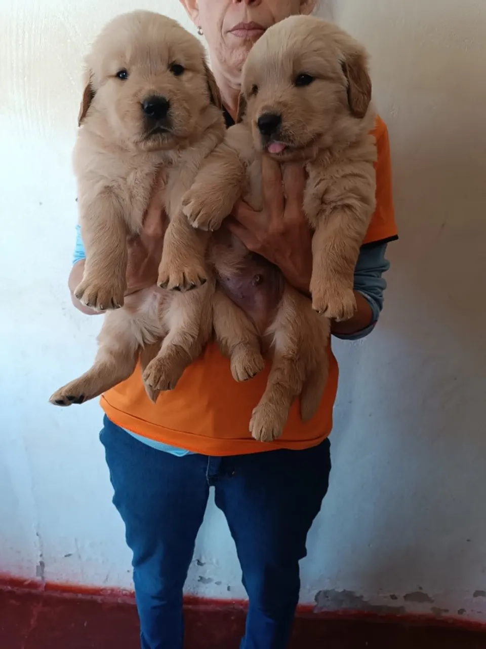 Vende-se Golden Retriever