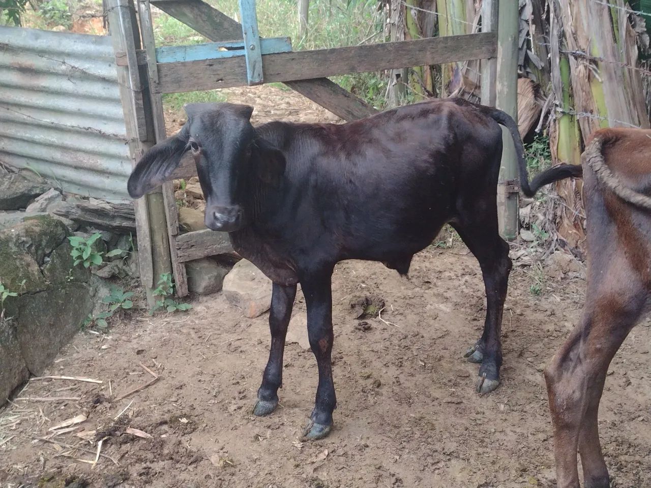 Vender se 4 bezerros 