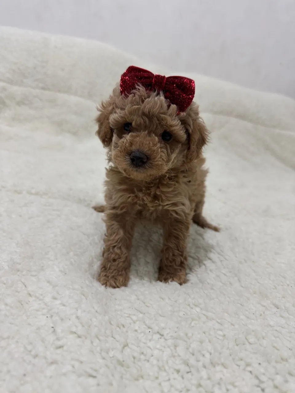 Poodle Toy alegrar seu lar!