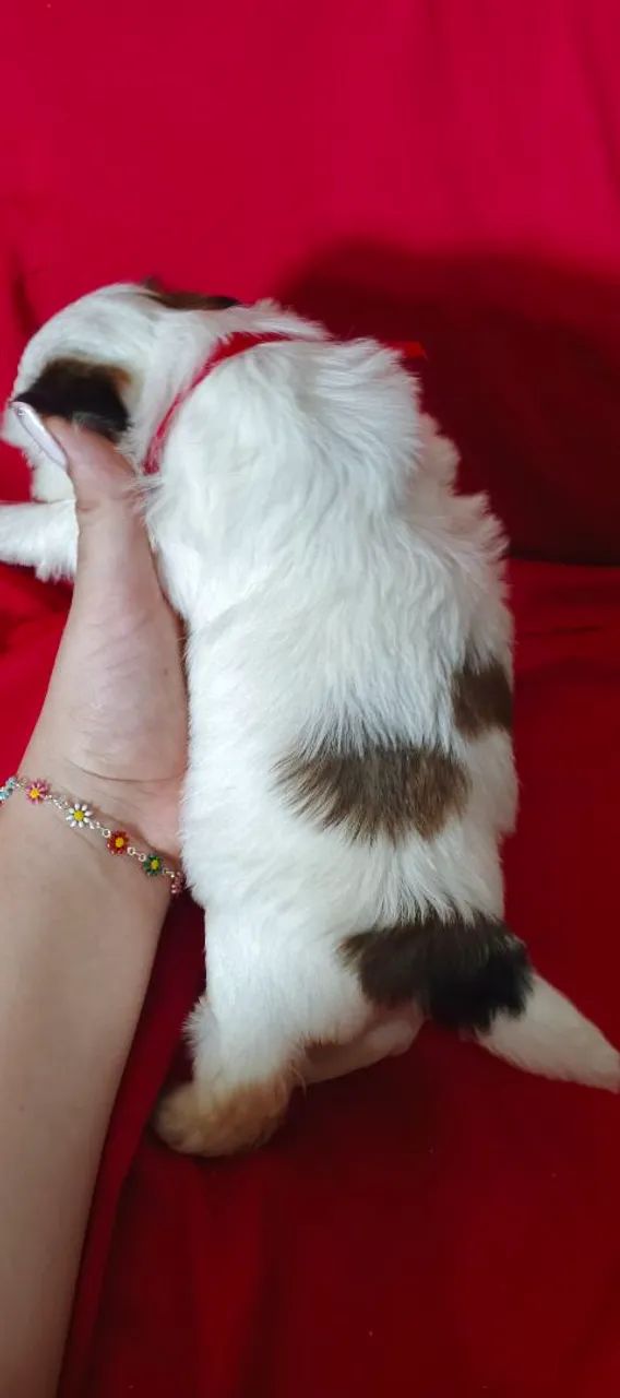 Shitzu macho - Foto 3