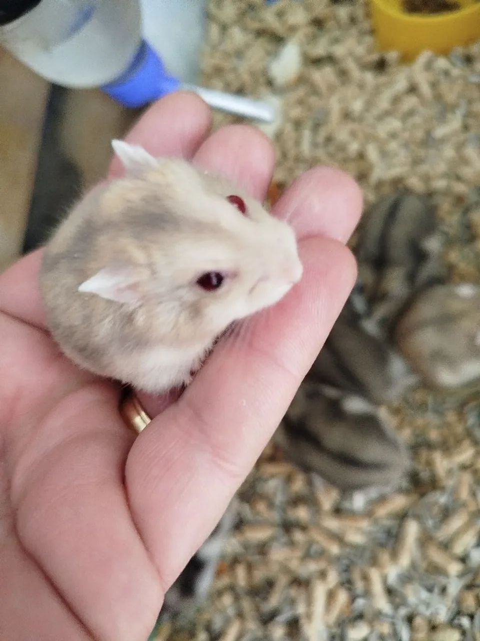 Hamster / Ramster64167789284097122