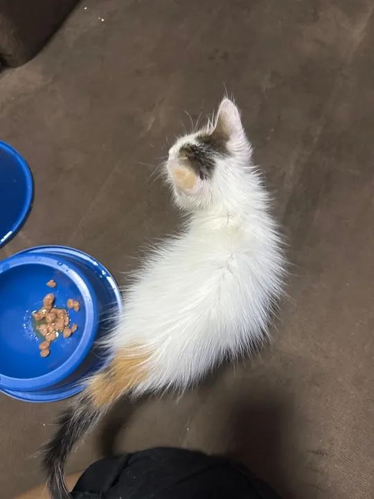 Gatinha disponível para adoção - Foto 2