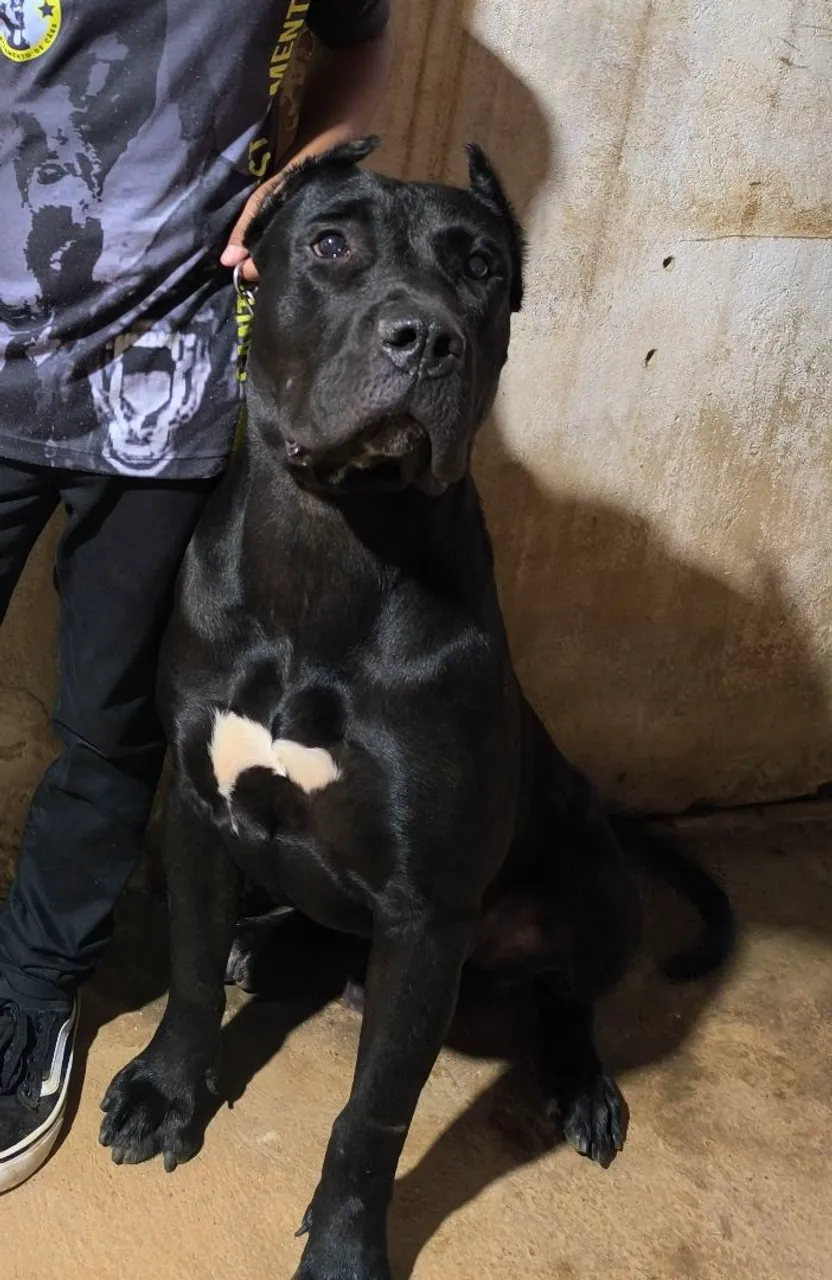Presa Canário - Filhote Macho Disponível!