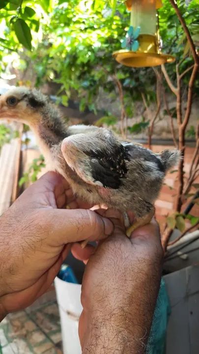 Franguinhos GSB - Foto 2