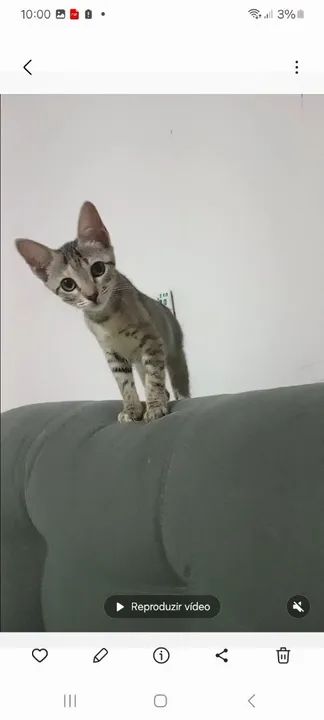 Doação filhote  gata fema