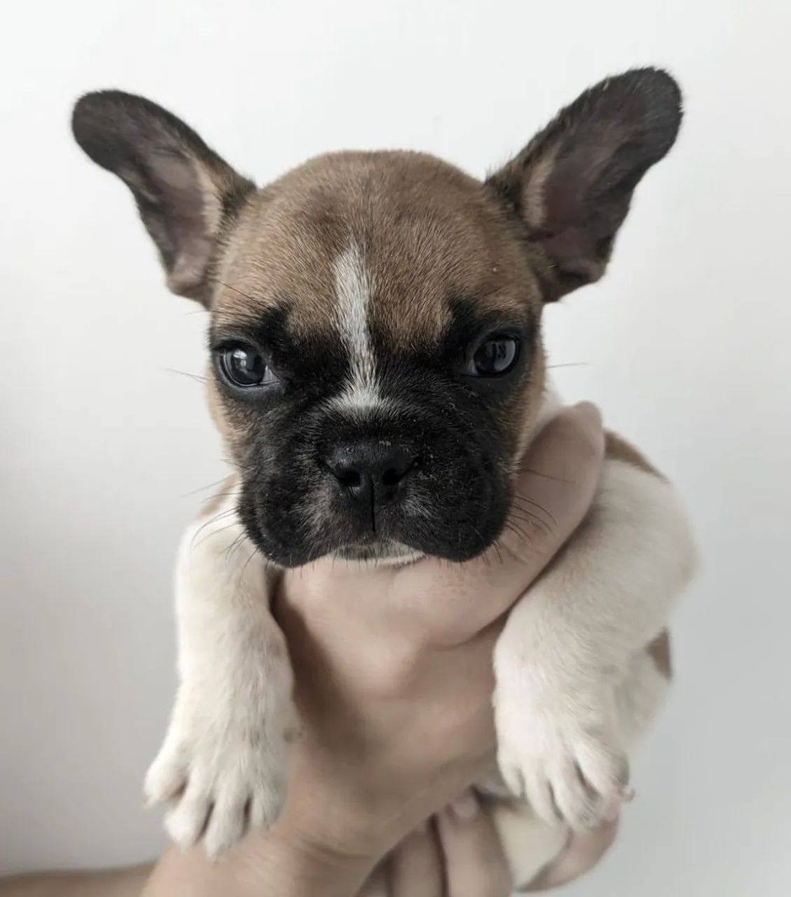 Filhote de Bulldog Francês Pedigree CBKC