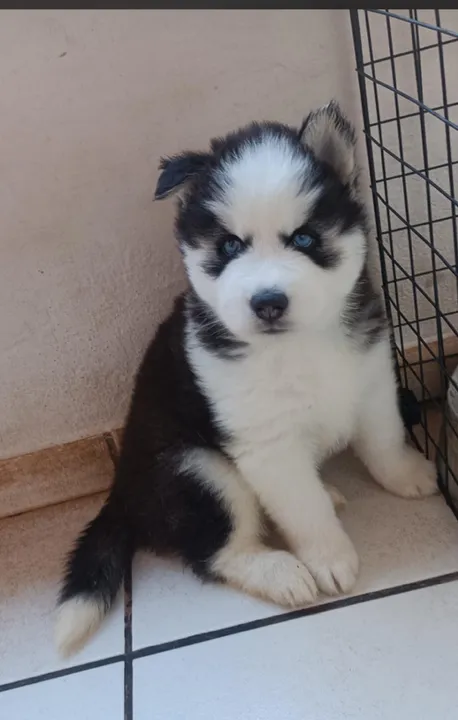 Huskie menino lindo