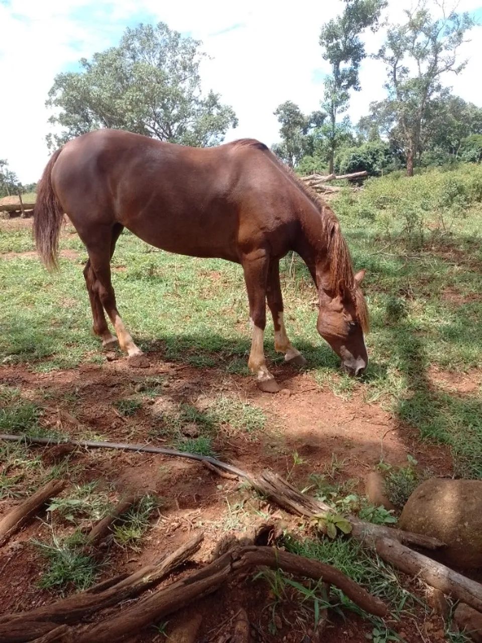 Égua manga larga paulista - Foto 3
