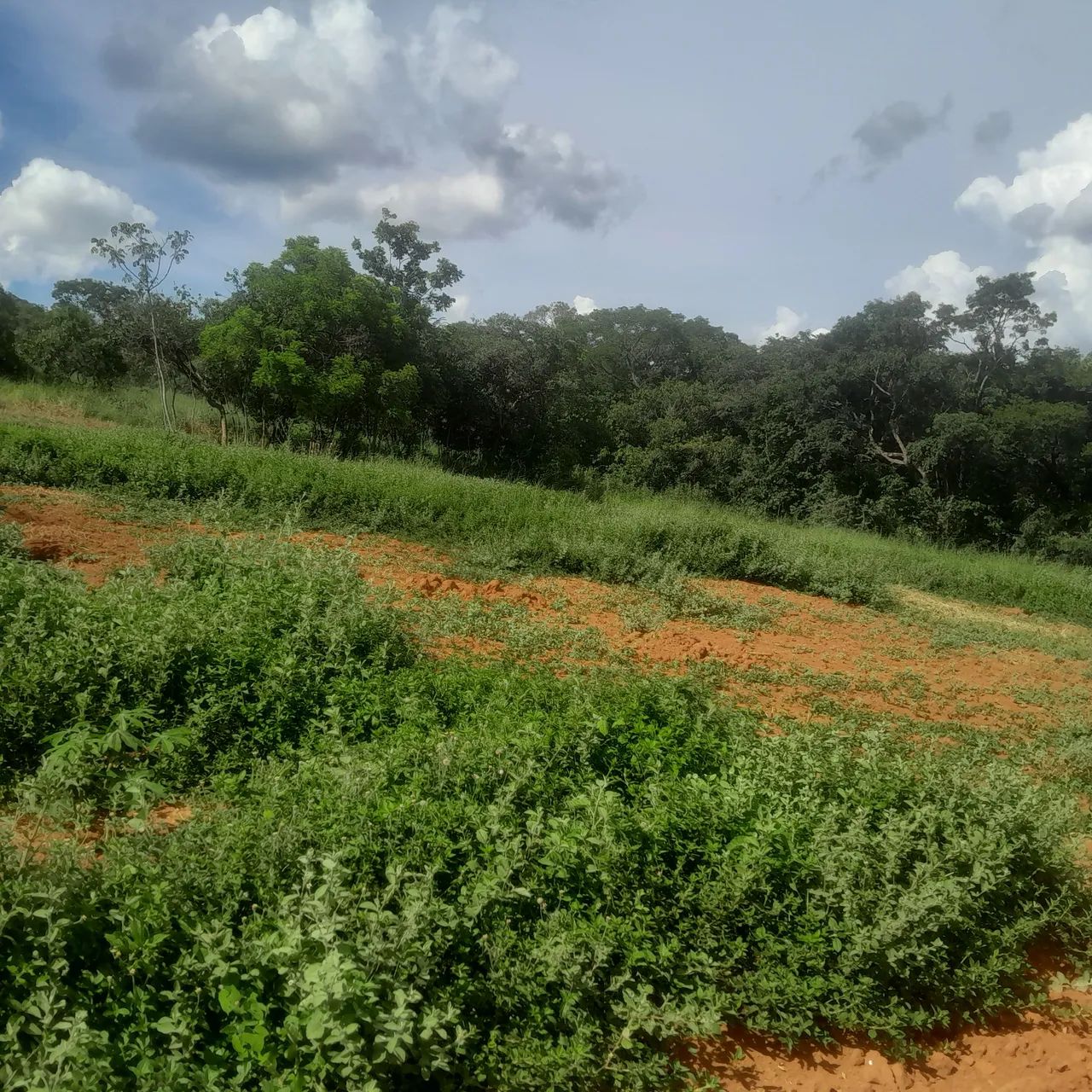 Terreno com área verde em região tranquila - Foto 4