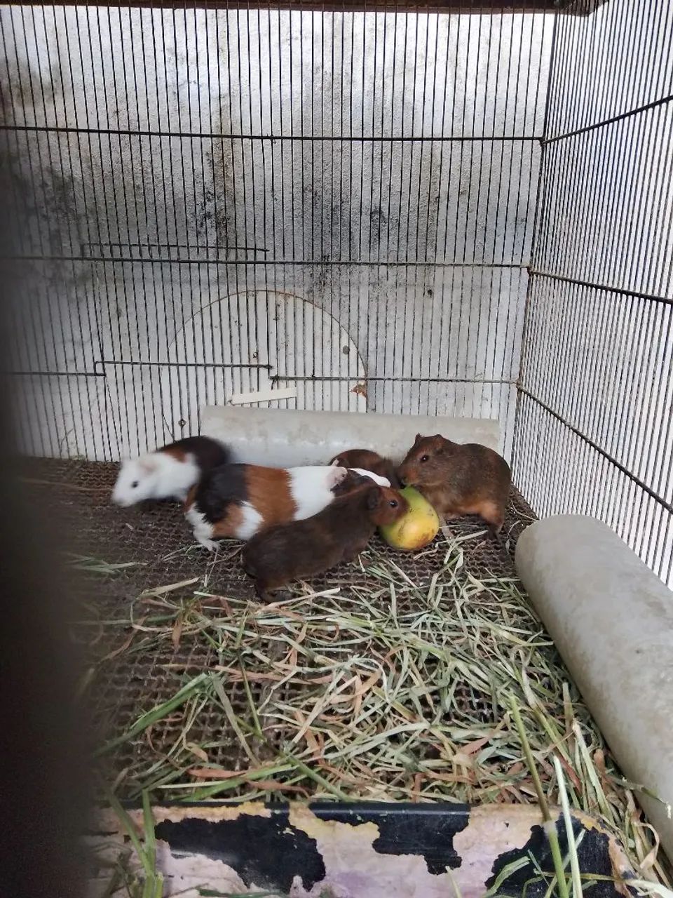 Preá do reino64304561889537121