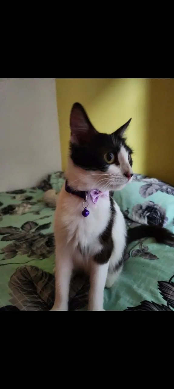 Gatinha linda para adoção