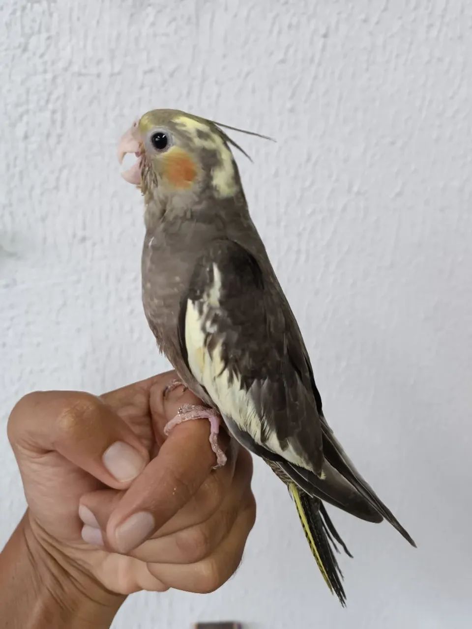 Poleiro madeira  - Foto 4