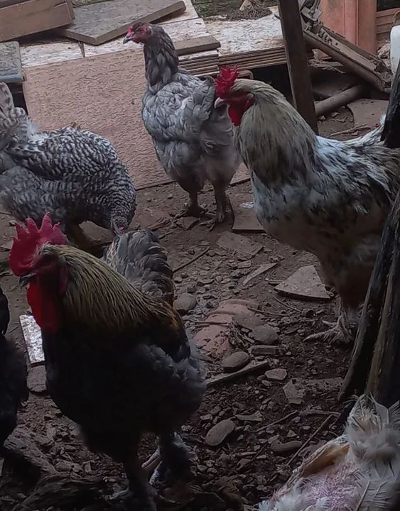 CASAL DE GALINHA BHAMA ADULTO - Foto 6