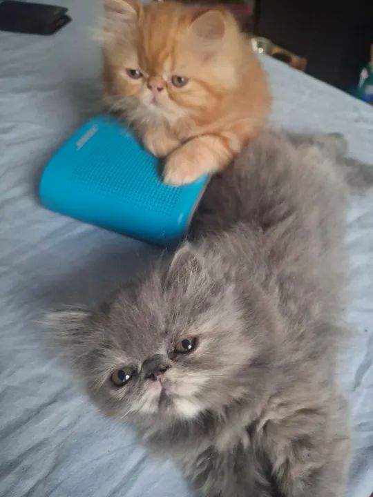 Vende-se gatinhos persas filhotes - Foto 4