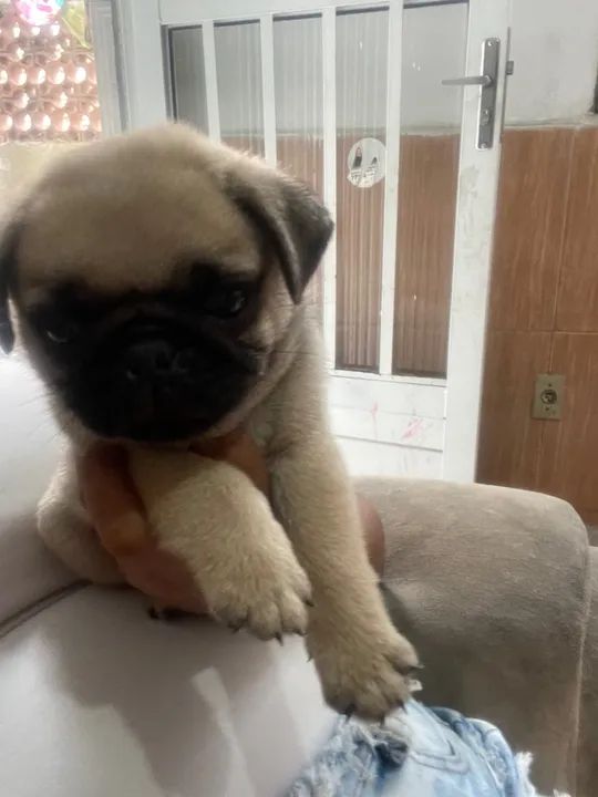Filhotes de Pug lindos e fofinhos  - Foto 4