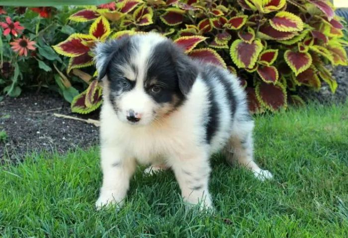 Border Collie inteligente e companheiro