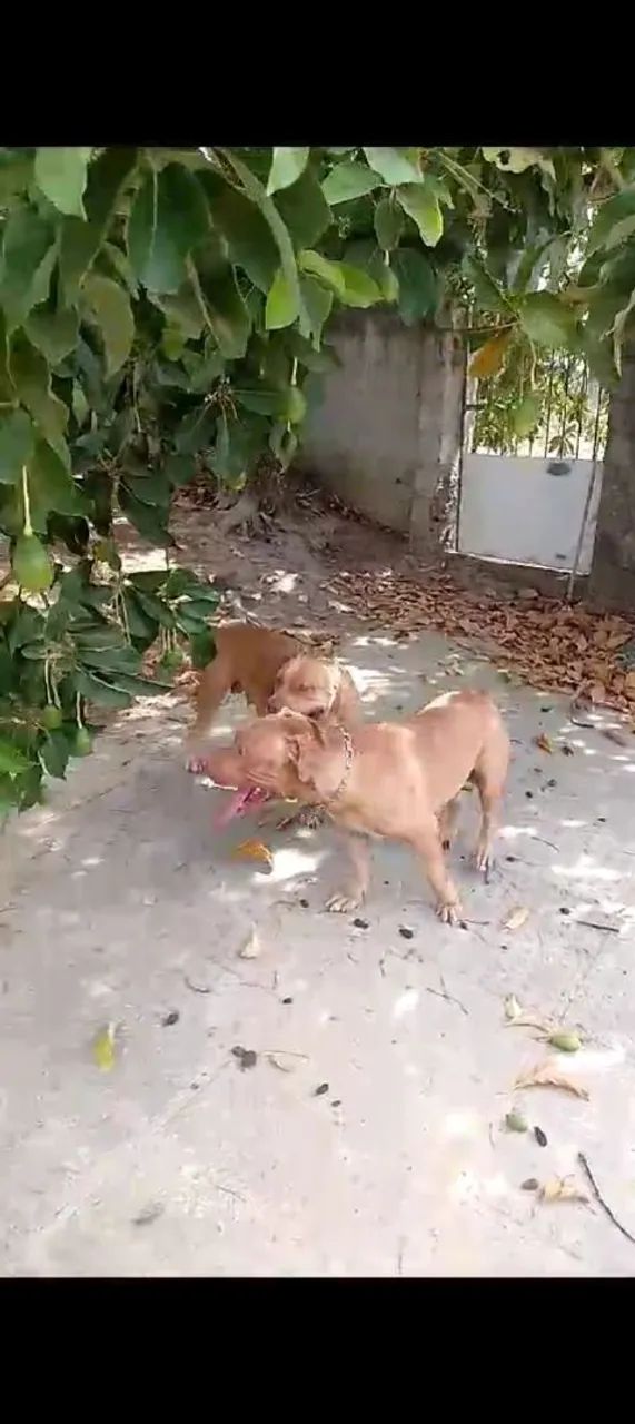 Filhotes de Pit Bull pra vender logo 1000 rs - Foto 3