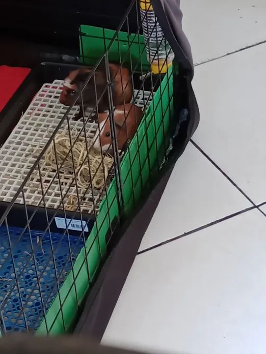 Porquinho da Índia 02 machos  - Foto 2