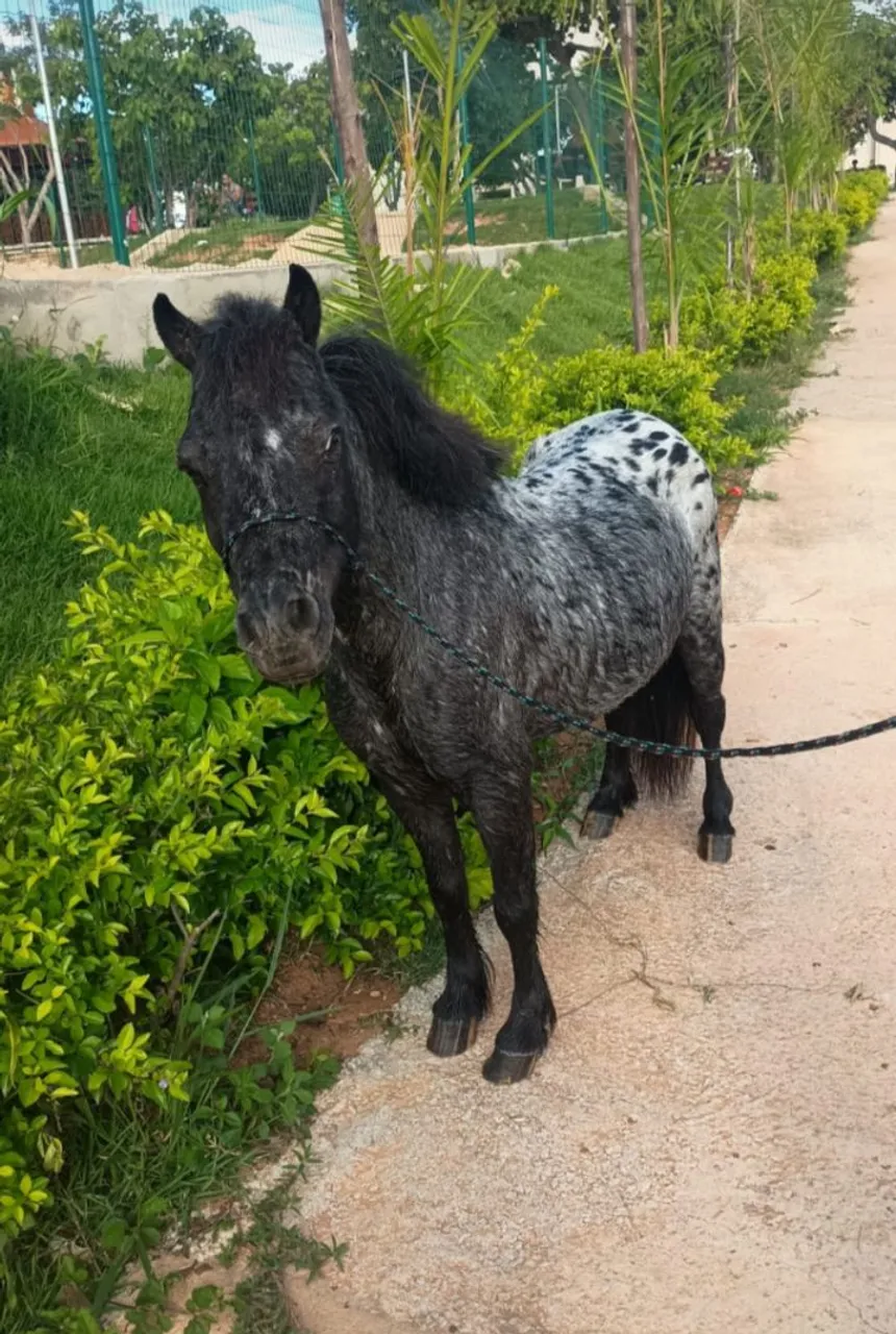 Mini Cavalo Appaloosa