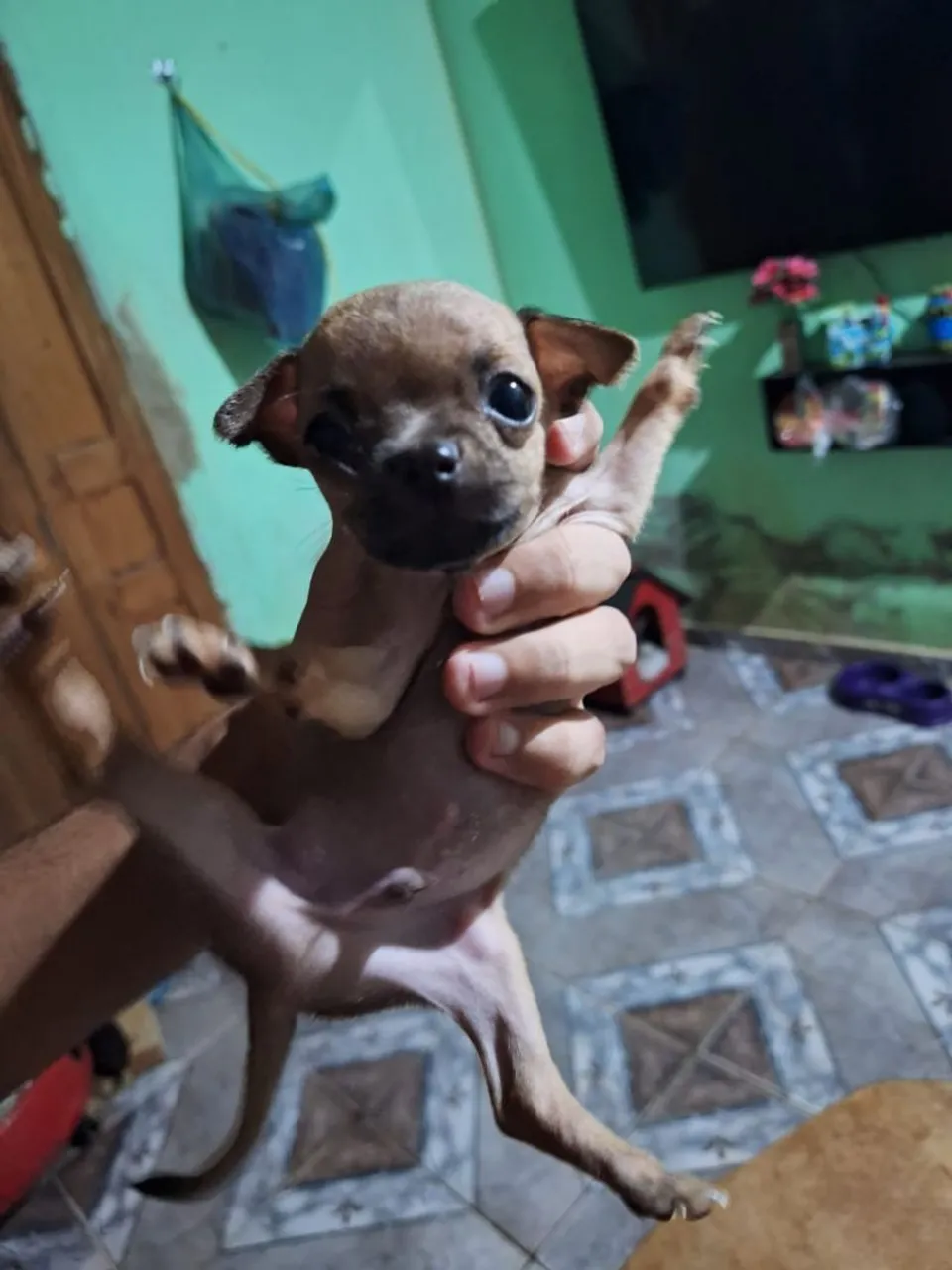 Filhote Pinscher - n° 1