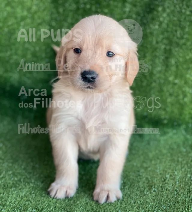 Golden Retriever, filhotes com parcelamento em até 12x sem juros - Foto 3