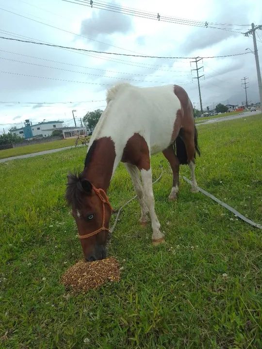 Pônei Tubiano  - Foto 3