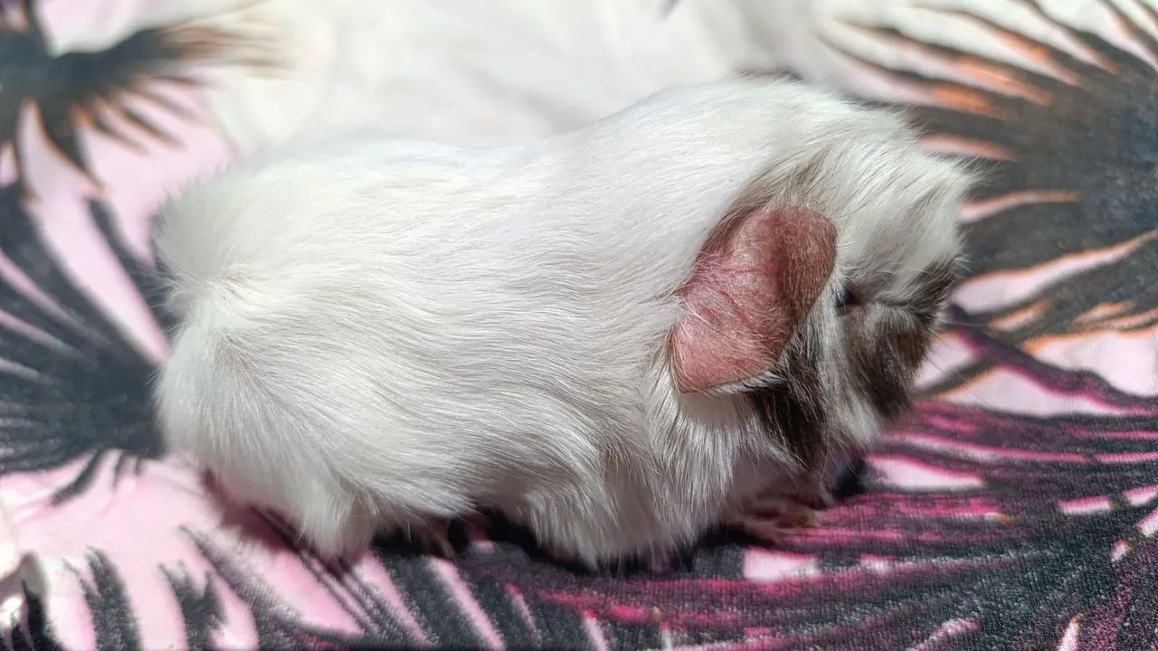 Porquinhos da Índia  - Foto 3