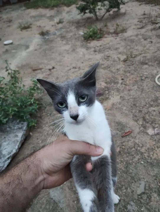 Mãezinha e filhotes disponíveis para Adoção Responsável  - Foto 4