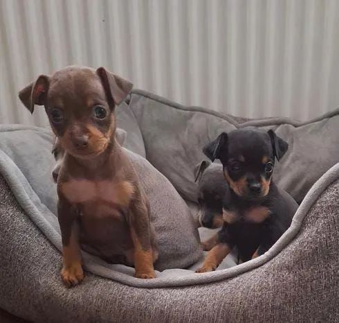 Filhotes de Pinscher disponíveis fêmeas e machos 