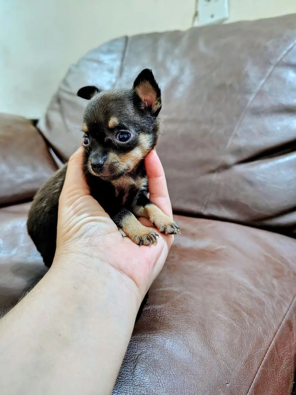 Lindas Pinscher Mini fêmeas e machos 