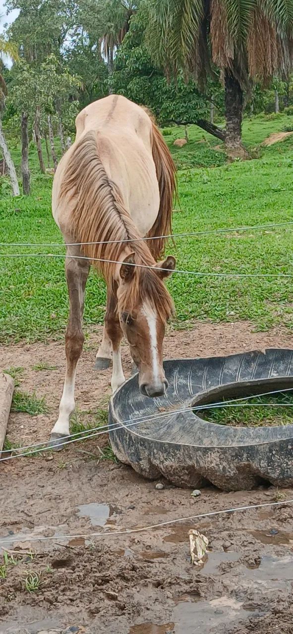 Potros 1/2 sangue quartos de milha trabalho/esporte - Foto 6